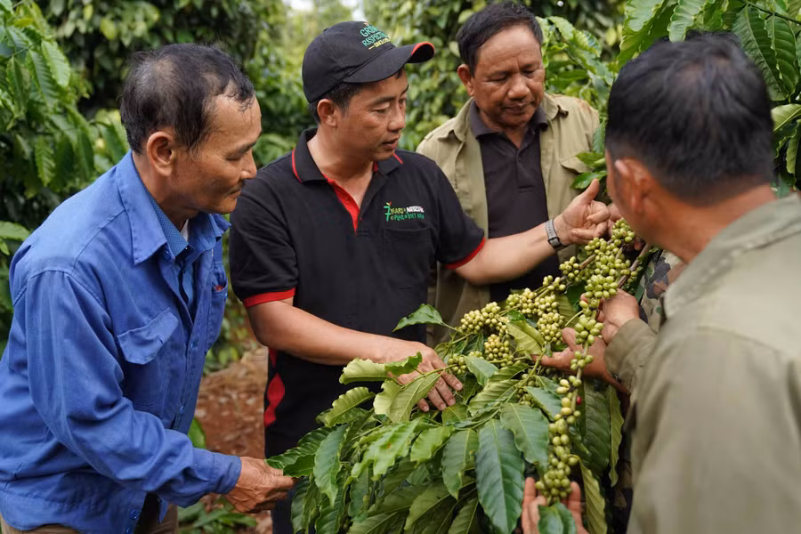 Dự án NESCAFÉ Plan góp phần phát triển canh tác cà phê bền vững, góp phần làm tăng trung bình 30% thu nhập cho người nông dân Dự án NESCAFÉ Plan góp phần phát triển canh tác cà phê bền vững, góp phần làm tăng trung bình 30% thu nhập cho người nông dân