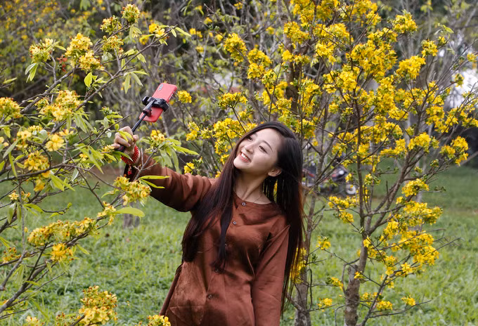 Vườn hoàng mai cổ thụ bung nở