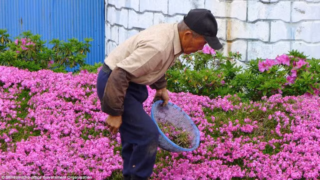 Choáng ngợp đồi hoa người đàn ông Nhật trồng suốt 4 năm tặng vợ mù lòa ảnh 12