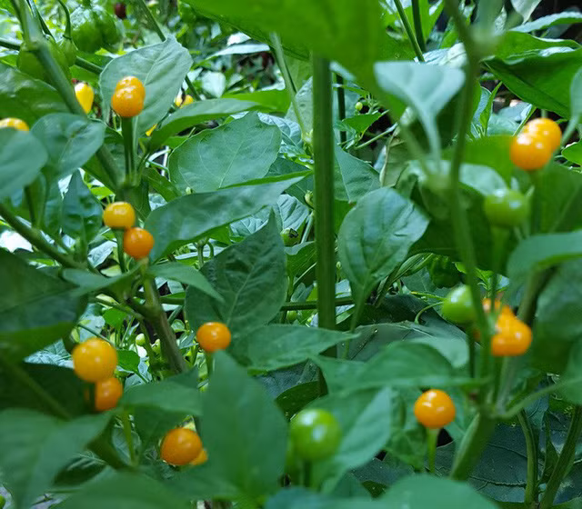 Tò mò loại ớt mọc hoang chỉ bé bằng hạt đậu nhưng lại có giá hơn nửa tỷ đồng/1kg - Ảnh 5.