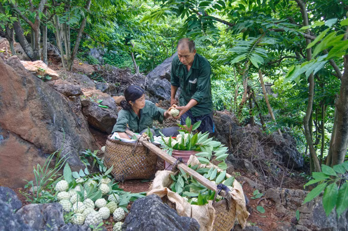 Gia đình ông Hền, bà Biên là một trong số các gia đình trồng na ở Than Muội. Gia đình hiện có 500 gốc na, họ cho biếtnếu na mở mắt nhiều thì sẽ thuđược 2 hoặc 3tạ mộtngày, và cần 3 -4 người hái.
