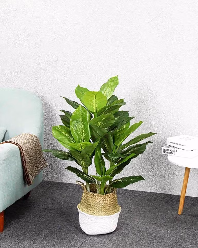 Đặt cây này trong phòng khách dù bạn nghèo cỡ nào cũng giàu lên nhanh chóng ảnh 1