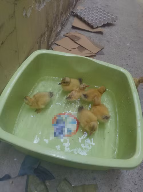 Nhìn ổ trứng biết ngay nóng đến mức nào ảnh 3 Giờ lại phải chăm sóc cho 6 thú cưng này nữa.