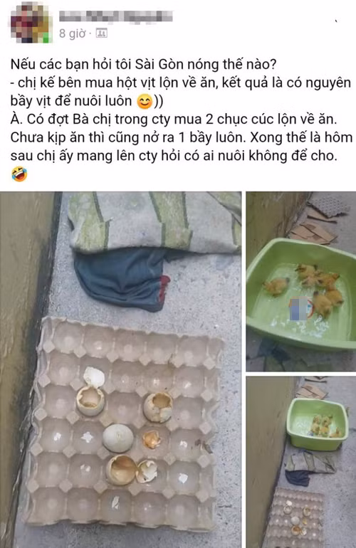 Nhìn ổ trứng biết ngay nóng đến mức nào ảnh 1 Nắng nóng thế này đến trứng vịt lộn cũng không thể nằm yên.