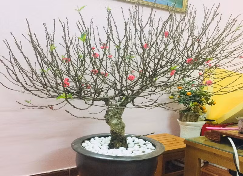Cách chọn cây đào đẹp chưng Tết để tài lộc kéo đến quanh năm ảnh 1