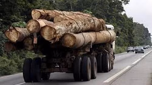 Gỗ Kevazingo được khai thác lậu ở Gabon do thị trường Trung Quốc có nhu cầu cao. 