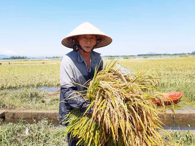 Gặt lúa mộng sau lũ lụt.