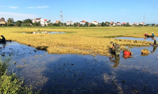 Lực lượng bộ đội giúp dân gặt lúa.
