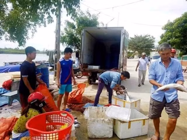 Theo chỉ đạo cấp trên, không để cá bán ra thị trường khi chưa xác định nguyên nhân