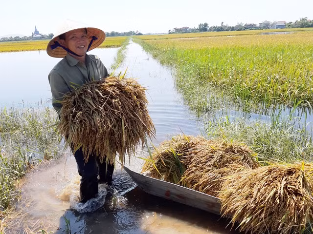 Chèo thuyền ra đồng gặt lúa mộng.