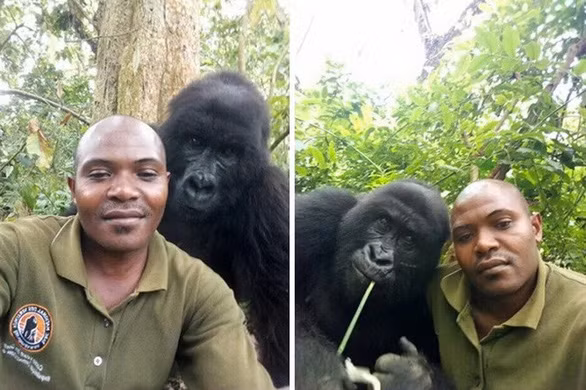 Khỉ đột tạo dáng chụp ảnh selfie cùng kiểm lâm - Ảnh 3.