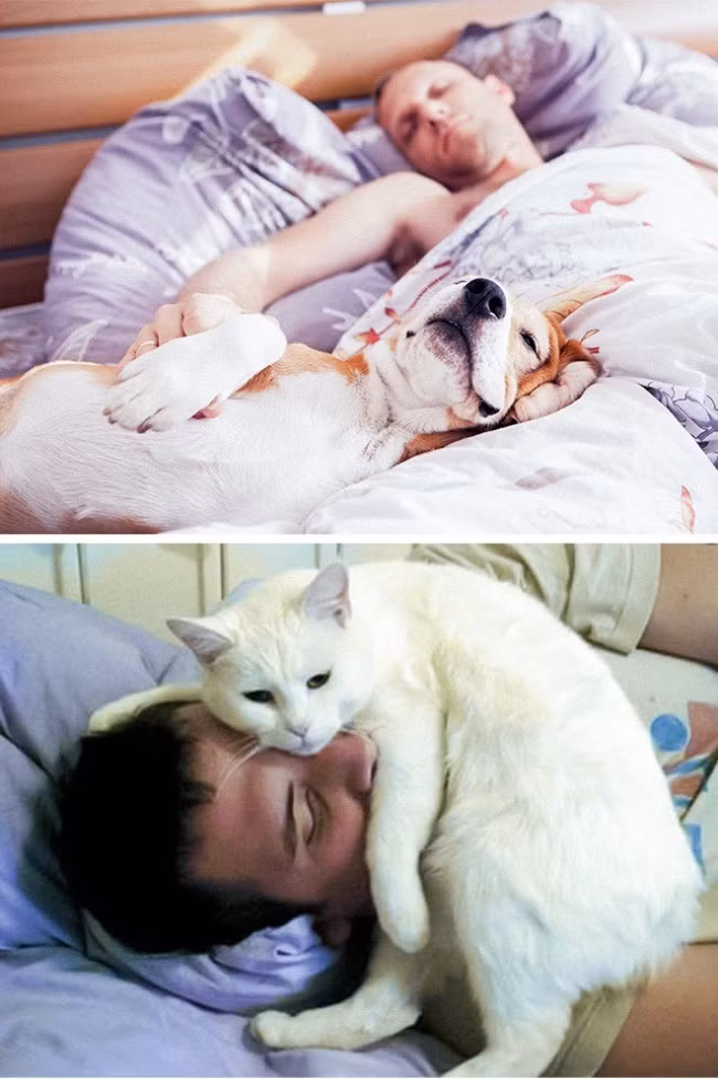12 điểm khác nhau không thể chối cãi giữa chó và mèo ảnh 9