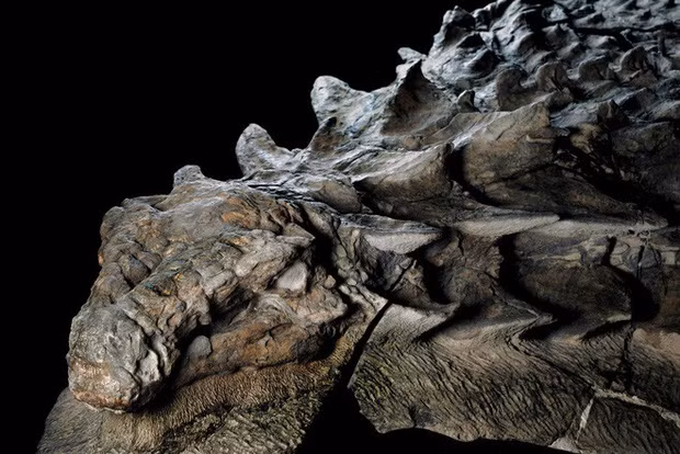 Đây cũng là một loài khủng long ăn cỏ có nhiều gai nhọn và là họ hàng của khủng long Ankylosaur.
