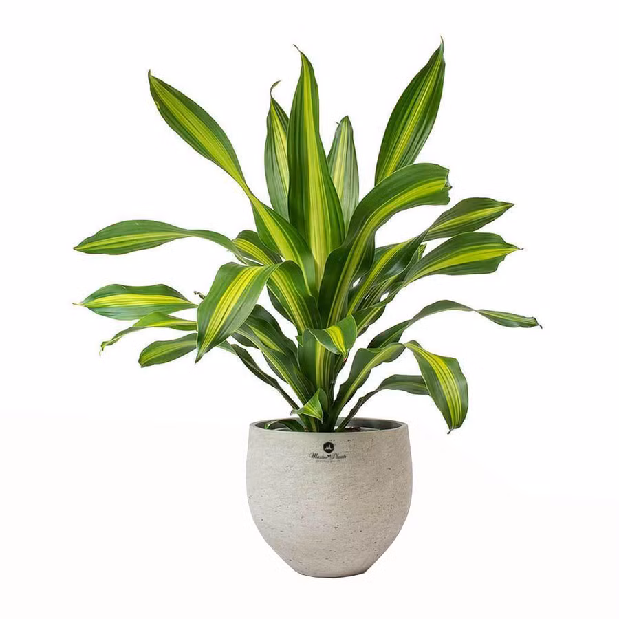 12 con giáp trồng cây phong thủy nào để vượng tài phát lộc? ảnh 10