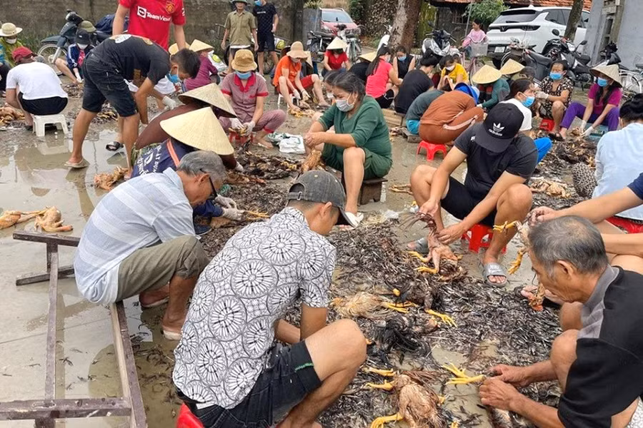 Già, trẻ, gái, trai ai nấy đều xắn tay áo làm thịt gà. Già, trẻ, gái, trai ai nấy đều xắn tay áo làm thịt gà.