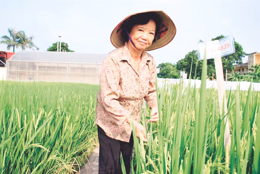 PGS.TS Nguyễn Thị Trâm bên vườn thực nghiệm lúa lai. (Ảnh nhân vật cung cấp)