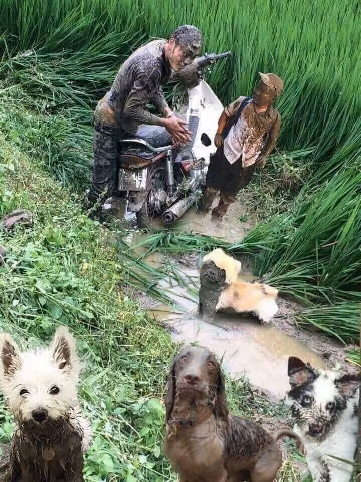 Do quá tải mà.