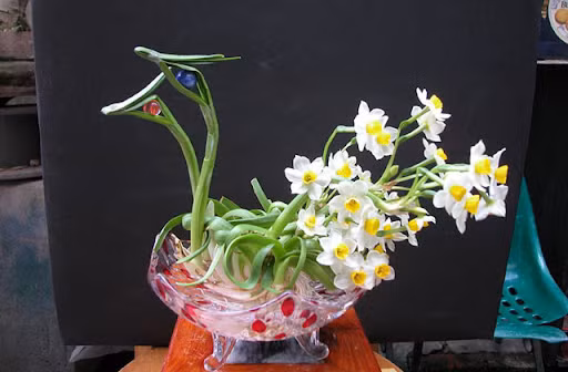 Những loài hoa vừa đẹp, vừa sang nên trồng trong nhà để “rước” may mắn ảnh 2