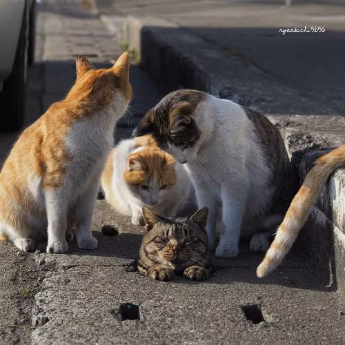 Một con mèo đau, một bầy đứng ngó.