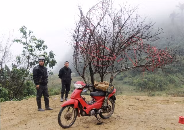 Những năm gần đây, cây đào còn cho bà con nơi đây khoản thu nhập đáng kể khi đem bán về xuôi
