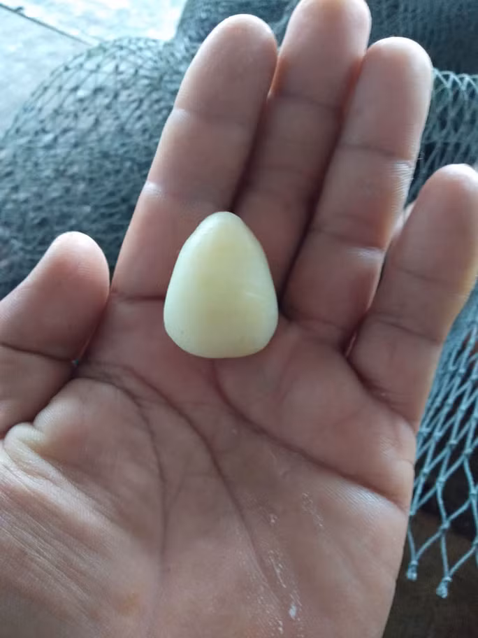 Sửa lồng bè chống bão, lấy được viên ngọc từ bụng cá bớp - Ảnh 2.