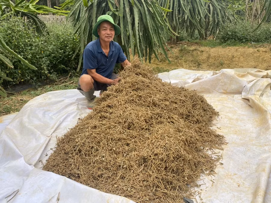 Dược liệu đã được sấy khô trước khi mang đi tiêu thụ. (Ảnh: NT).