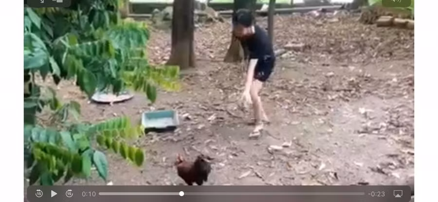 Màn so găng kịch tính của cô gái và con gà