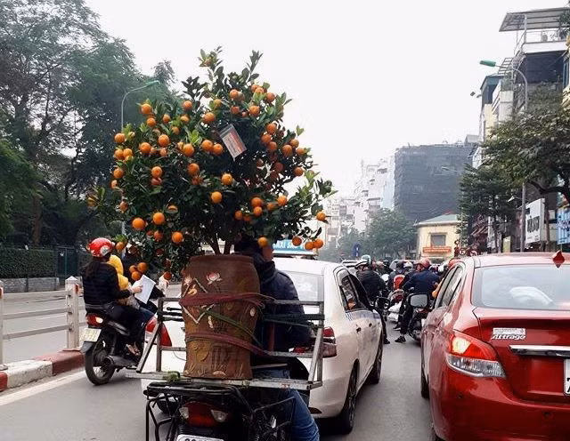 Đỗ quyên 400 tuổi gần 1 tỷ đồng, đào Thất Thốn nhiều tuổi hơn chủ - 7