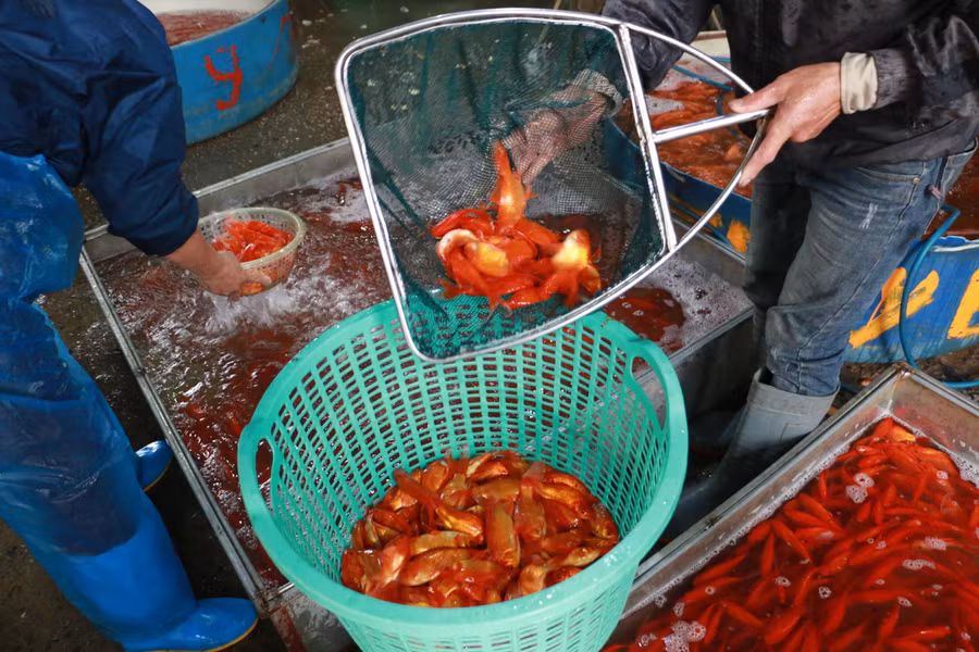 Hiện tại, cá chép tại chợ cá Yên Sở bán ra với giá từ 80.000 - 200.000 đồng/kg.
