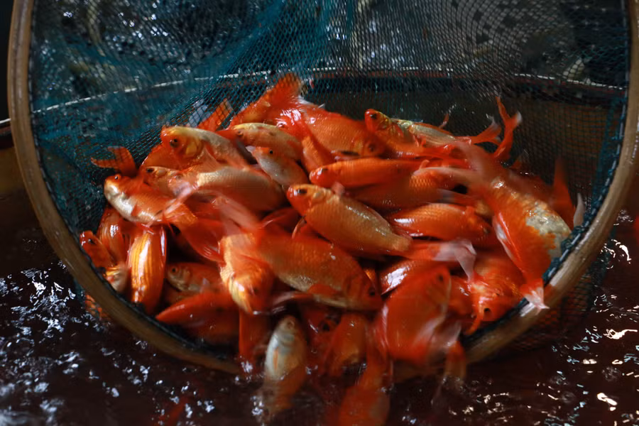 Theo quan niệm dân gian, hàng năm cứ đến ngày 23 tháng Chạp, Táo quân sẽ cưỡi cá chép lên Thiên đình để bẩm báo với Ngọc Hoàng mọi việc tốt xấu trong năm của từng gia đình ở dưới hạ giới. "Phương tiện" để ông Công ông Táo di chuyển lên trời là cá chép giấy hoặc cá chép sống. Vì vậy cứ vào những ngày này, chợ cá chép lại vô cùng sôi động