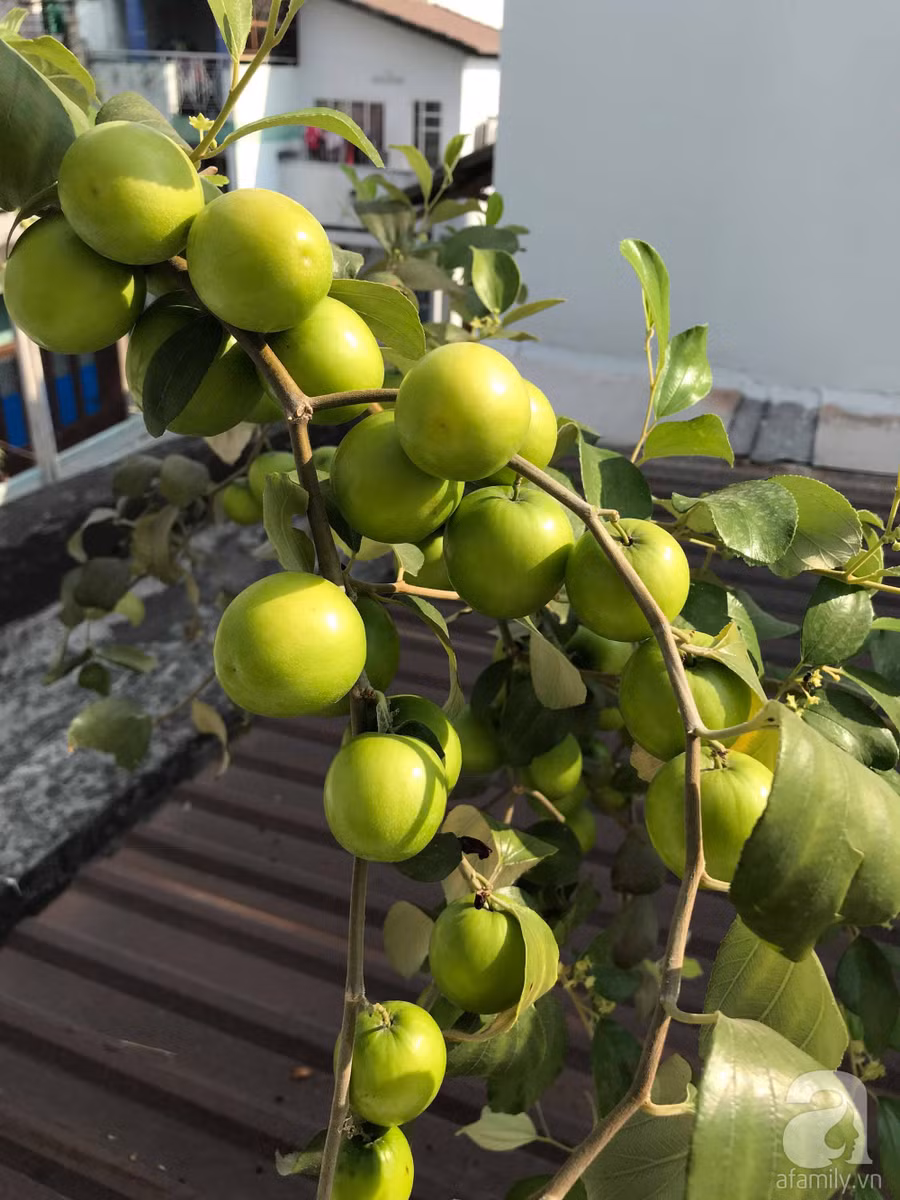 Kinh nghiệm trồng táo trên sân thượng: Chi chít quả, thu hoạch không xuể ảnh 14 Kinh nghiệm trồng táo trên sân thượng: Chi chít quả, thu hoạch không xuể ảnh 14