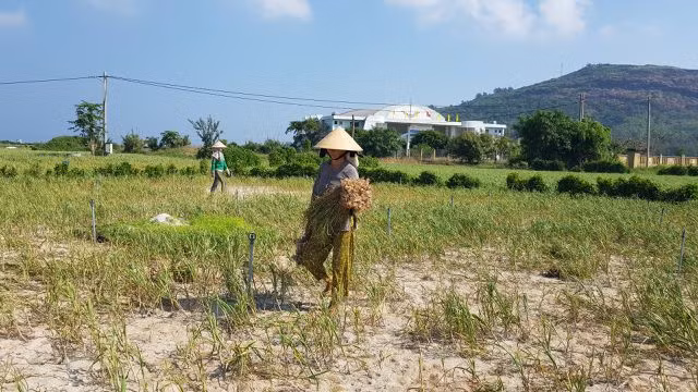 Nước mặn uy hiếp túi nước ngọt trên đảo Lý Sơn - 3