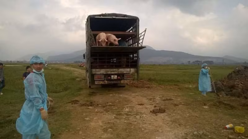 Toàn bộ số lợn bị lở mồm long móng