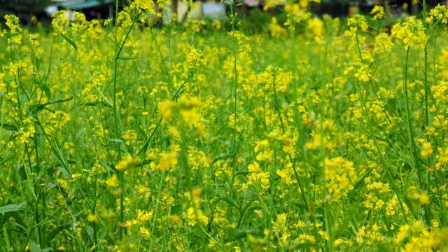  Hoa cải nở vàng trong sắc xuân 