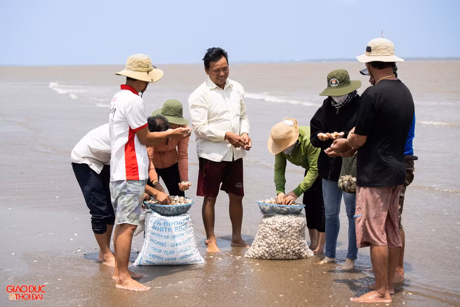 Dự án đã nâng cao hiệu quả sản xuất và giá trị xuất khẩu nghêu. Ảnh: Phạm Tâm.