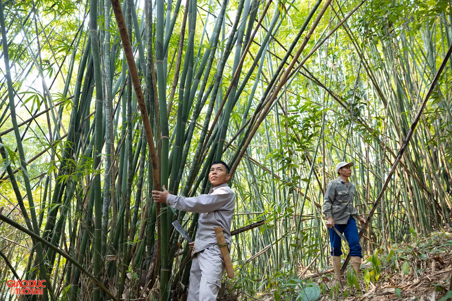 Rừng lùng tại huyện Quế Phong (Nghệ An). Ảnh: Phạm Tâm.