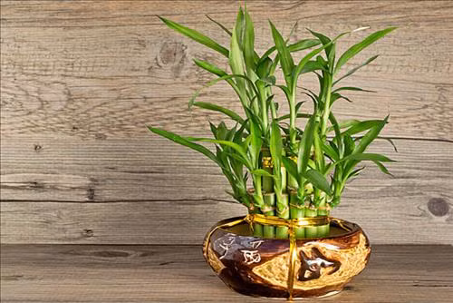 6 loại cây hoa sinh tài lộc nên trồng trên ban công ảnh 4