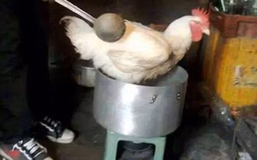 Mẹ chồng bảo "gà luộc nguyên con". Mẹ chồng bảo luộc gà nguyên con.