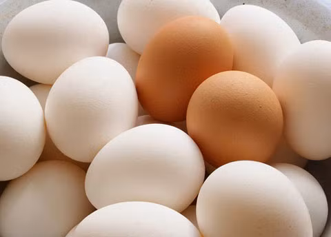 Bé trai 12 tuổi ‘đẻ’ ra trứng gà
