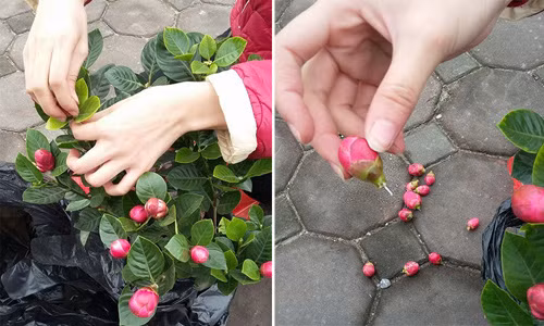 Trồng cả Tết chẳng thấy hoa nở, hóa ra toàn hoa giả.