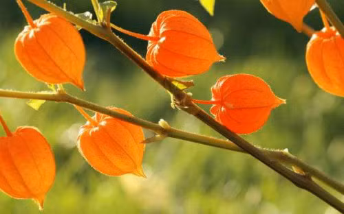 Nhân sâm Ấn Độ Ashwagandha.