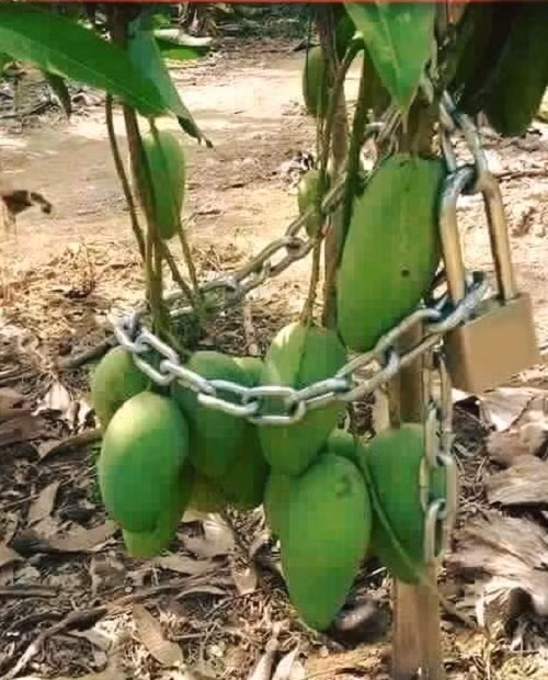 Tuyệt chiêu giữ gìn trái cây.