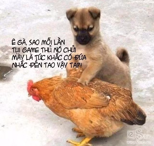 Động vật sẽ nói gì khi các ‘thánh chế’ ra tay​​​​​​​