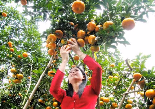 Khởi động chuỗi chương trình giao lưu “Lập nghiệp & Làm giàu” 