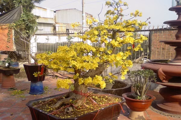 Ngoài ra việc có thêm 1 chậu mai to bông cành sum xuê ở trước sân hoặc một chậu hoa đẹp trên bàn tiếp khách cũng là cách kích hoạt năng lượng tốt cho gia chủ. Cách sắp xếp các vật phẩm phong thủy đón lộc về nhà trong ngày Tết