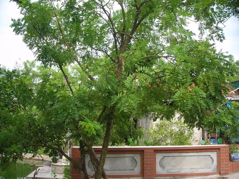 Muốn con cái đỗ đạt vinh hiển, nên trồng những cây này trước nhà