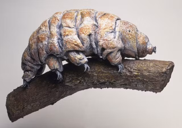  Loài chịu nhiệt siêu nhất hành tinh 