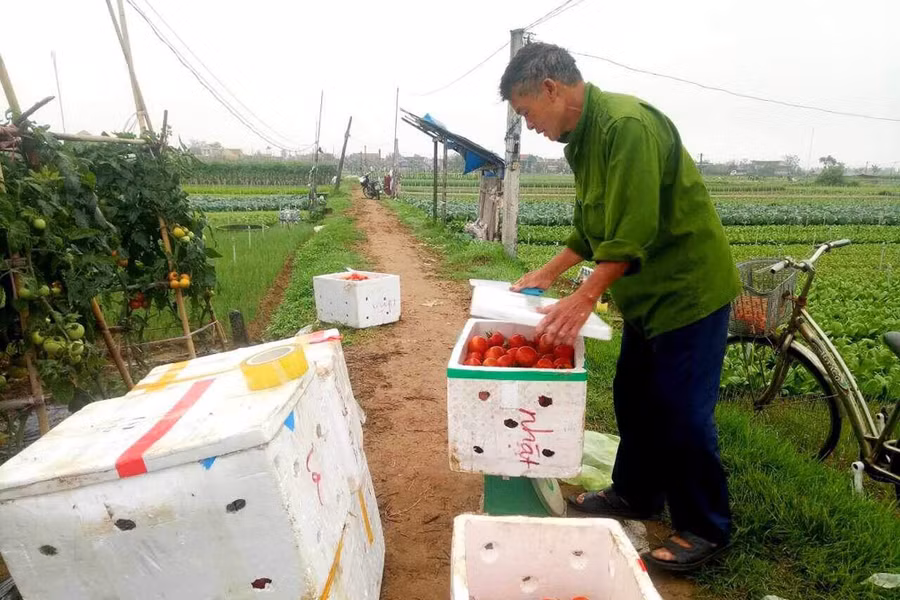 Cánh đồng rau sạch giúp người dân vùng bãi ngang huyện Quỳnh Lưu có thu nhập ổn định. (Ảnh: PT) Cánh đồng rau sạch giúp người dân vùng bãi ngang huyện Quỳnh Lưu có thu nhập ổn định. (Ảnh: PT)