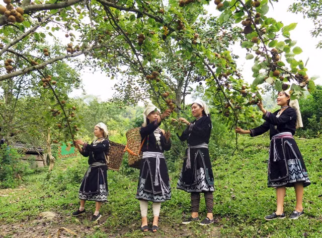 Thu hoạch lê ở Hồng Thái.