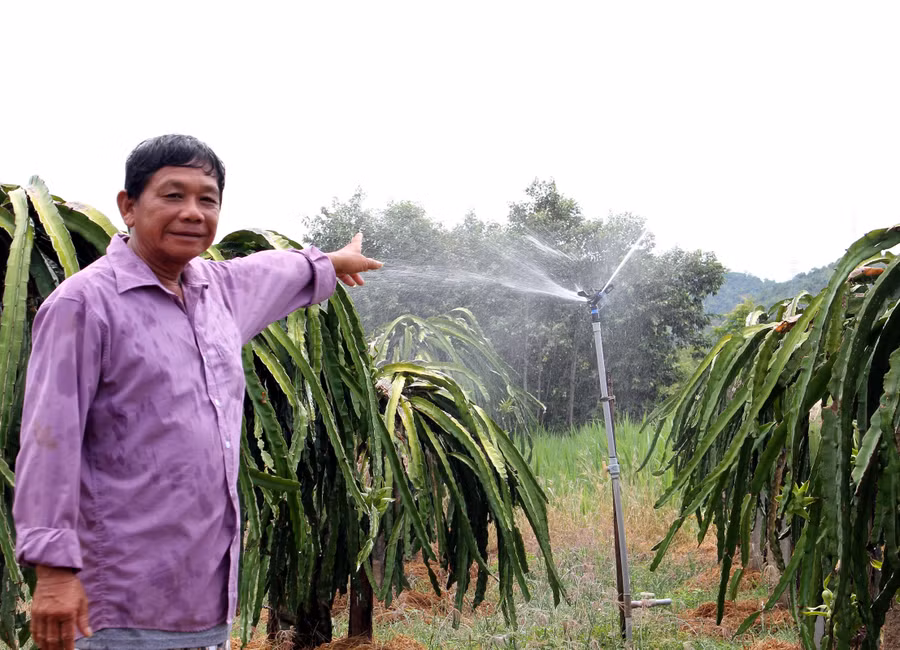Ngoài bưởi da xanh, nhiều hộ đồng bào DTTS ở huyện Bác Ái còn trồng thêm thanh long tăng thu nhập.